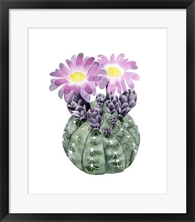 Framed Cactus Bloom IV Print