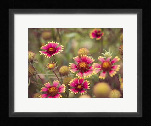 Framed Wild Blooms II Print