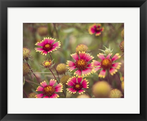 Framed Wild Blooms II Print