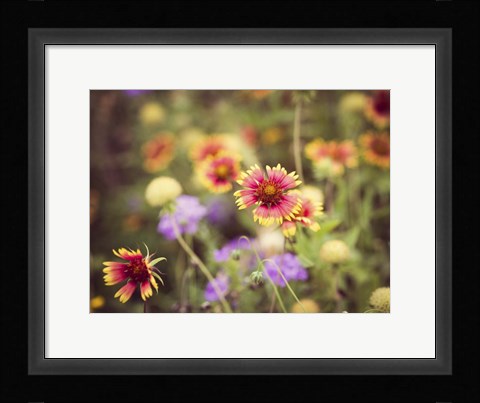 Framed Wild Blooms III Print
