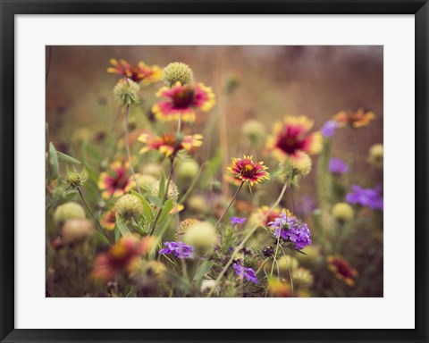 Framed Wild Blooms IV Print