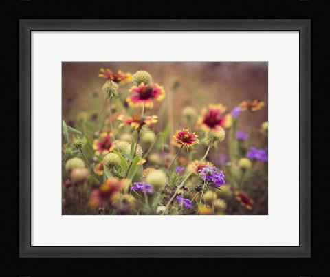 Framed Wild Blooms IV Print