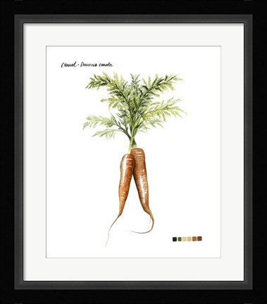 Framed Root Vegetable III Print