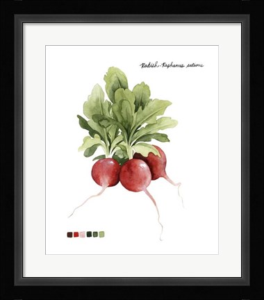 Framed Root Vegetable IV Print