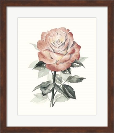 Framed Beholden Rose I Print