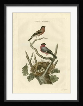Framed Nozeman Birds &amp; Nests  I Print