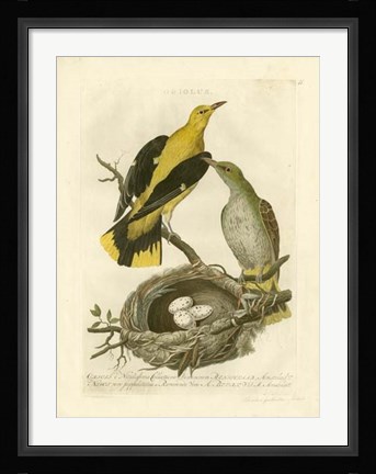 Framed Nozeman Birds &amp; Nests  II Print