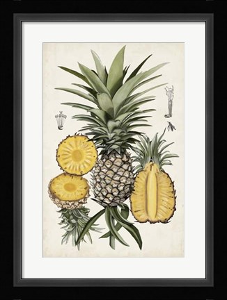Framed Pineapple Botanical Study I Print