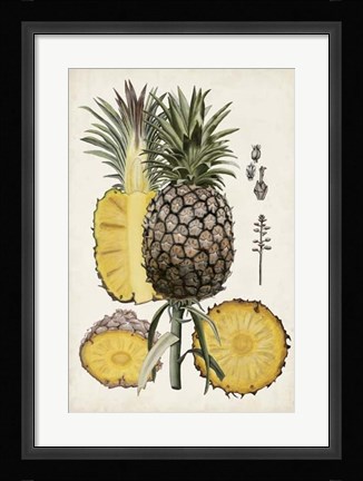 Framed Pineapple Botanical Study II Print