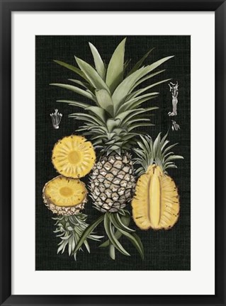 Framed Graphic Pineapple Botanical Study I Print