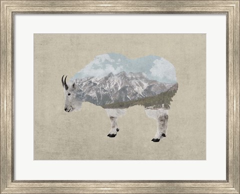 Framed Rocky Mountain Goat Print