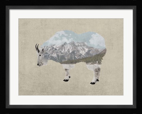 Framed Rocky Mountain Goat Print