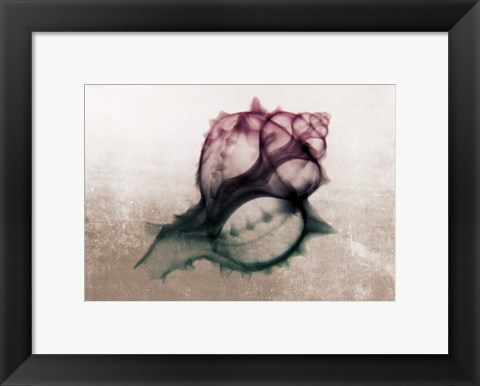 Framed Ombre Sea Shell X-Ray Print