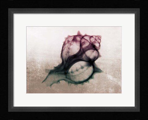 Framed Ombre Sea Shell X-Ray Print