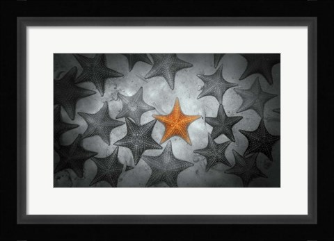 Framed Pop of Color Orange Starfish Print