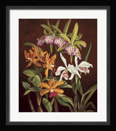Framed Orchid Trio II Print