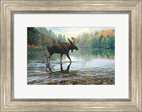 Framed Moose Crossing Print