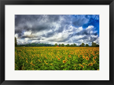 Framed Sunflower Field Print