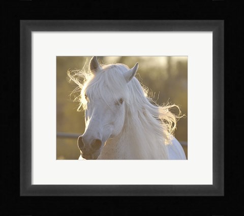 Framed Angel Baby Print