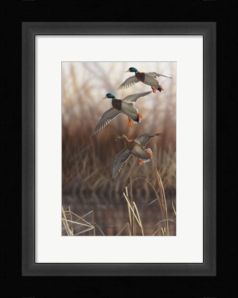Framed Whisper Wind and Wing - Mallards Print