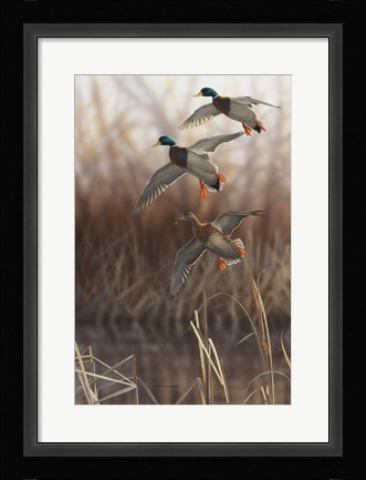 Framed Whisper Wind and Wing - Mallards Print
