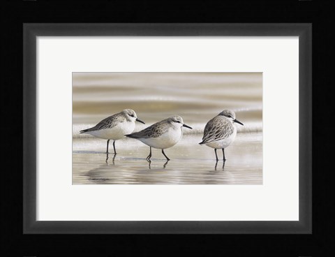Framed Sanderlings Print