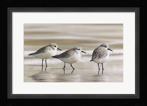 Framed Sanderlings Print