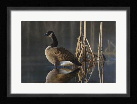 Framed Greet the Sun - Canada Goose Print