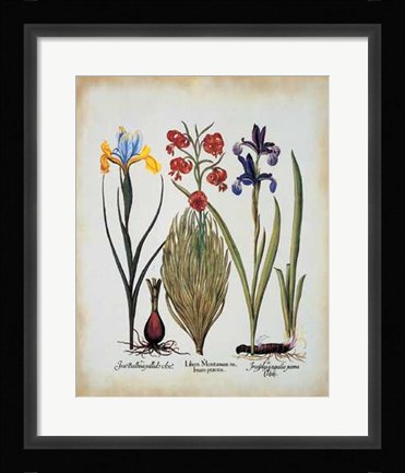 Framed Iris Lilium Print