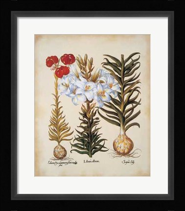 Framed Lilium Scapus II Print