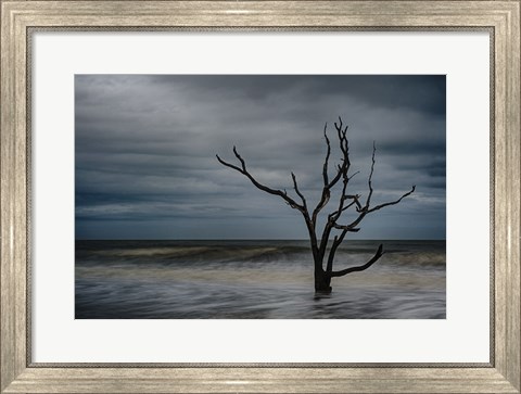 Framed Tree on Botany Bay Print