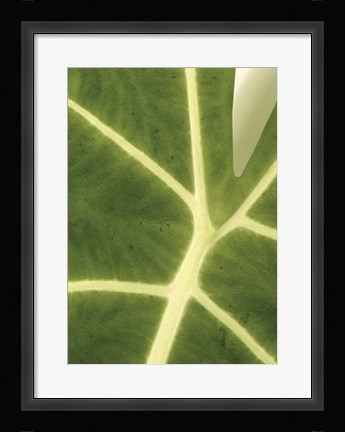 Framed Tropical Veins Print