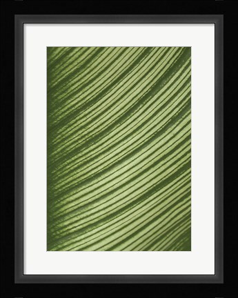 Framed Cannis Veins Print