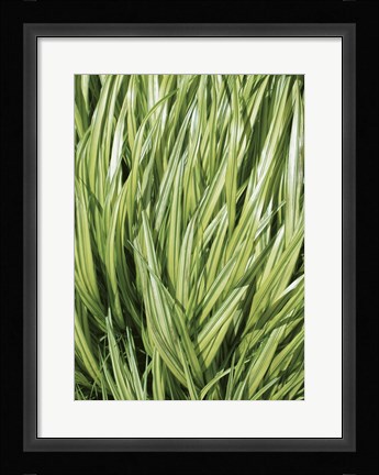 Framed Verigation 2 Print