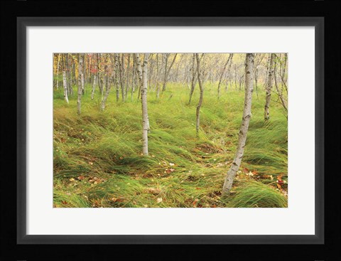 Framed Tall Grasses Print