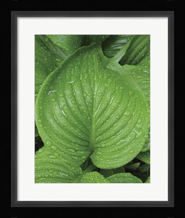 Framed After the Rain 2025 Print