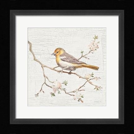 Framed Northern Oriole Vintage Print