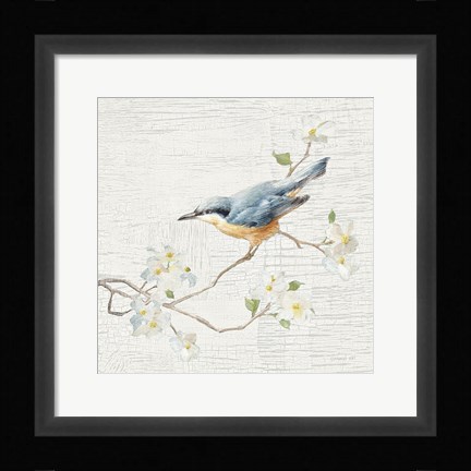 Framed Nuthatch Vintage Print