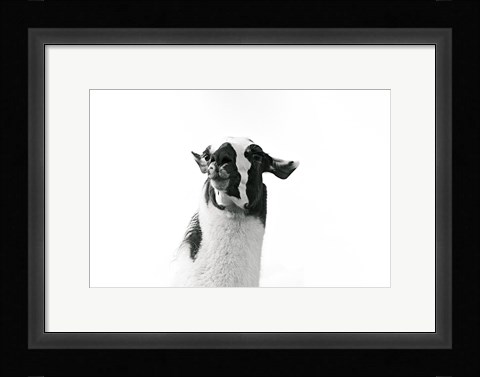 Framed Lovable Llama I Print