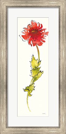 Framed Peony Form Poppies II Print