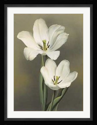 Framed Tulipani Print