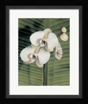 Framed Orchid with Palm II Print