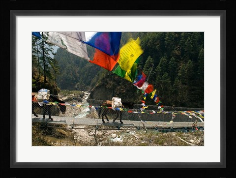 Framed Mule train on trail to Namche Bazaar, Larja Bridge, Khumbu, Nepal Print