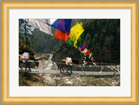 Framed Mule train on trail to Namche Bazaar, Larja Bridge, Khumbu, Nepal Print