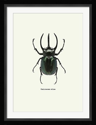 Framed Beetle Black Print