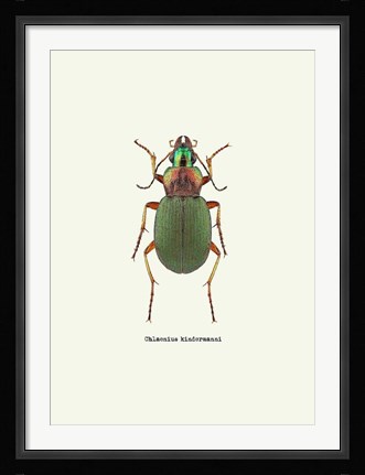 Framed Beetle Green Print