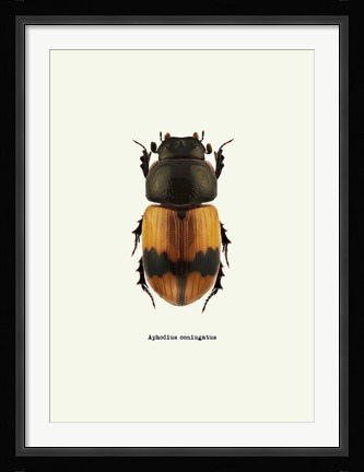 Framed Beetle Orange Print