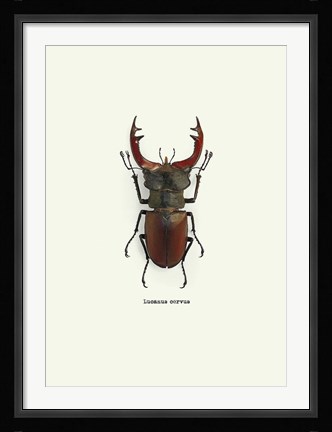 Framed Beetle Red Print