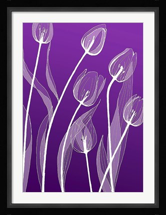 Framed X-ray Flowers Purple Print