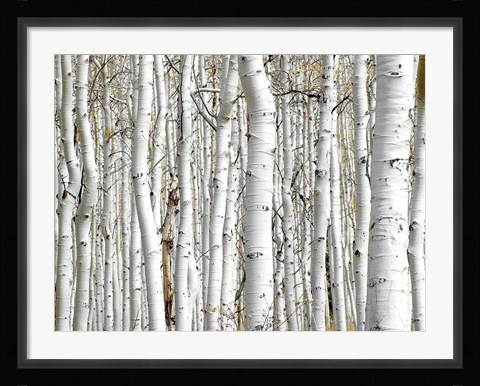 Framed Birch Wood Print